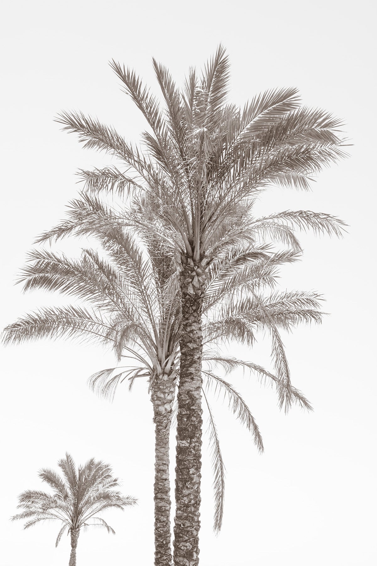 Palm Trees print in black and white by Cattie Coyle Photography