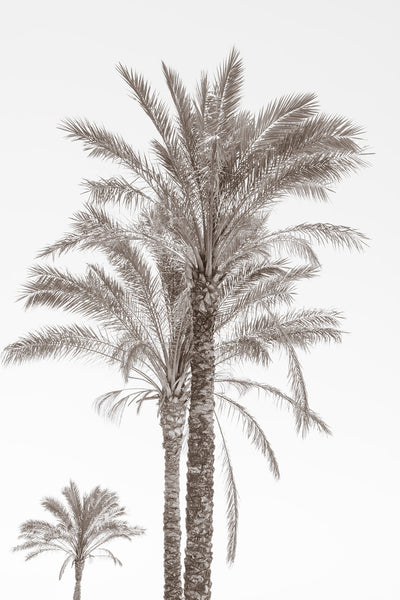 Palm Trees print in black and white by Cattie Coyle Photography