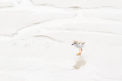 Piping Plover art print by Cattie Coyle Photography