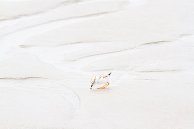 Piping Plover Chick No 2 - Shore bird art print by Cattie Coyle Photography
