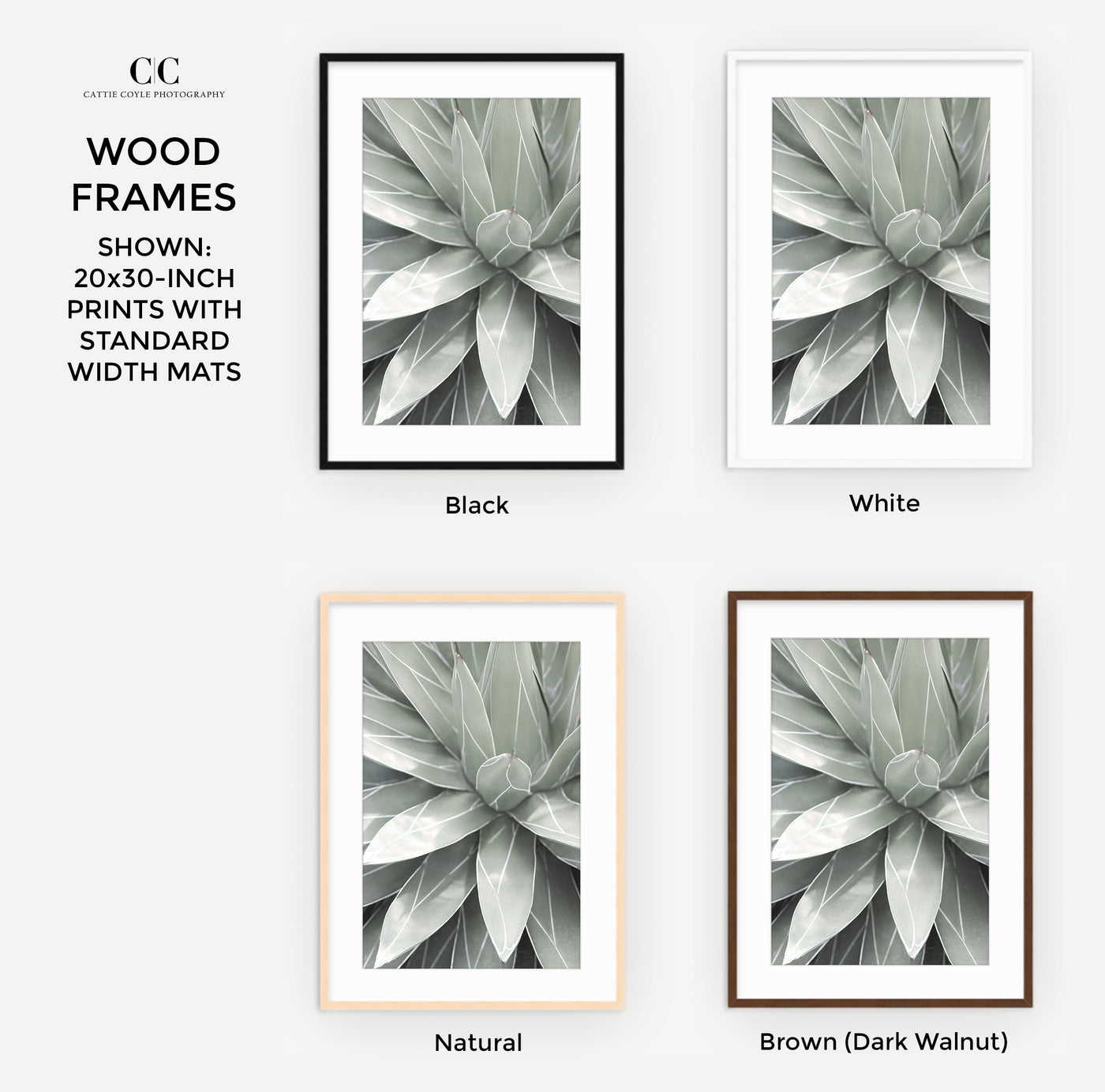 Framed succulent fine arts print by Cattie Coyle Photography