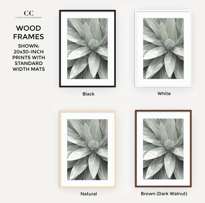 Framed succulent fine arts print by Cattie Coyle Photography
