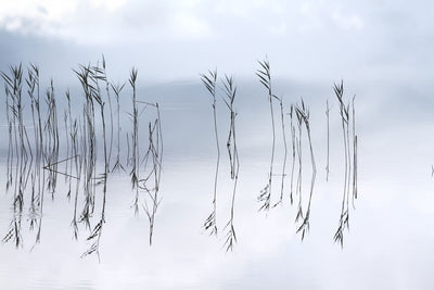 Reflections No 1 – Lake art print by Cattie Coyle Photography