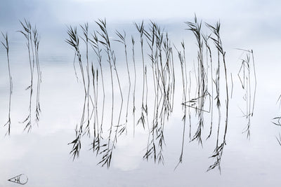 Reflections No 2 - Lake wall art by Cattie Coyle Photography