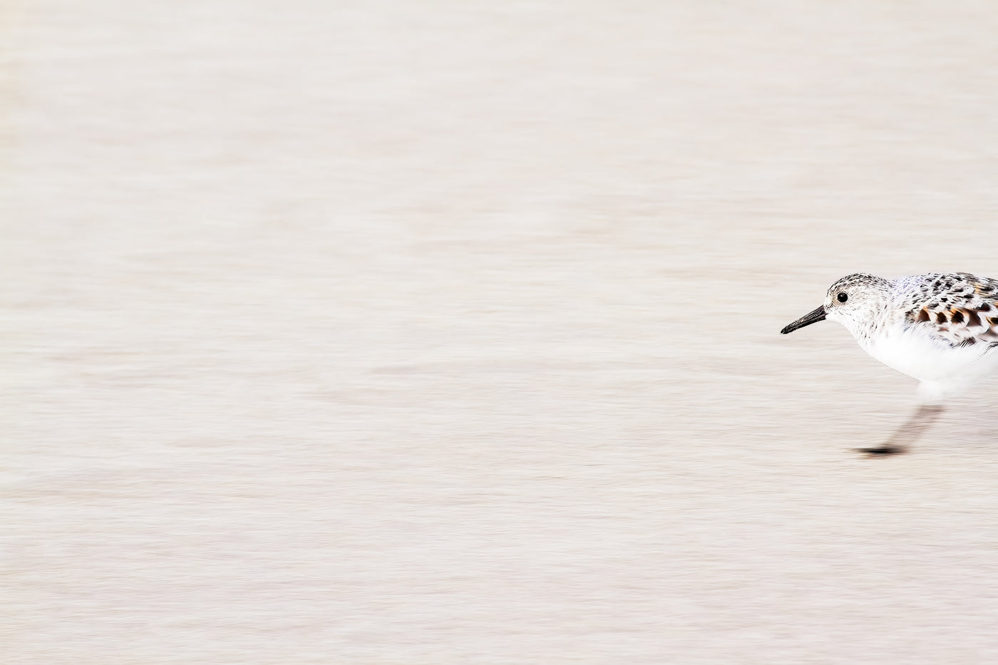 Sandpiper - Shore bird prints by Cattie Coyle Photography