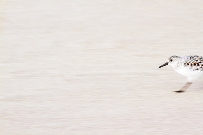 Sandpiper - Shore bird prints by Cattie Coyle Photography