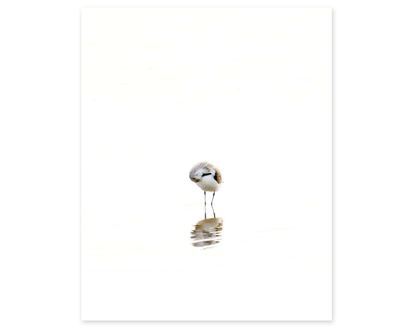Sandpiper No 1 - Part of a fine art gallery wall print set by Cattie Coyle Photography