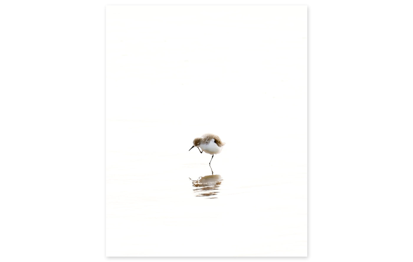 Sandpiper No 2 - Part of a fine art gallery wall print set by Cattie Coyle Photography