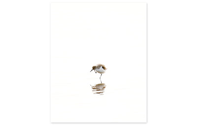 Sandpiper No 2 - Part of a fine art gallery wall print set by Cattie Coyle Photography