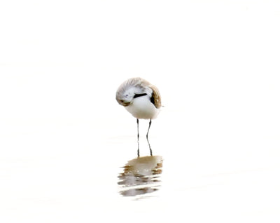 Sandpiper No 1 Bird Photography Wall Art by Cattie Coyle Photography