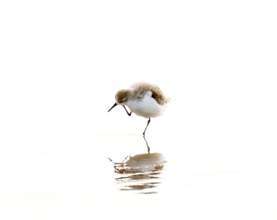 Sandpiper art print by Cattie Coyle Photography