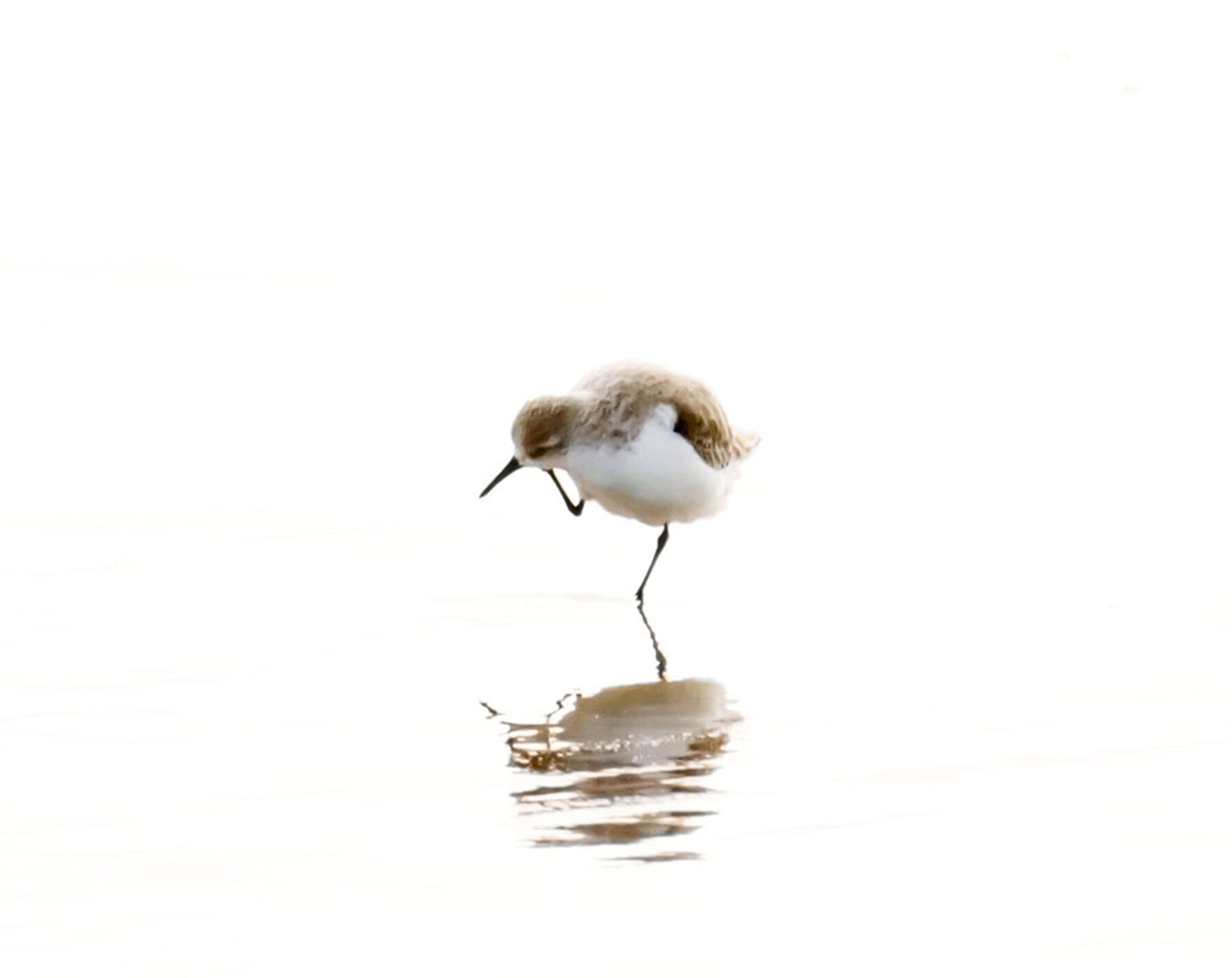 Sandpiper No 2 Bird Photography Wall Art by Cattie Coyle Photography