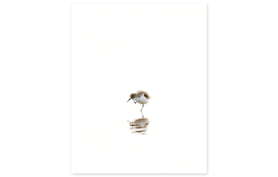 Sandpiper No 2 Bird Photography Wall Art by Cattie Coyle Photography