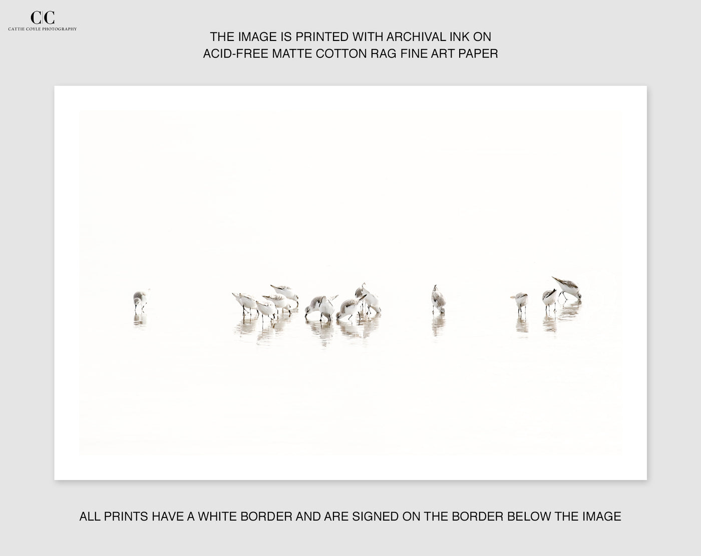 Sandpipers No 4 - Birds wall art by Cattie Coyle Photography