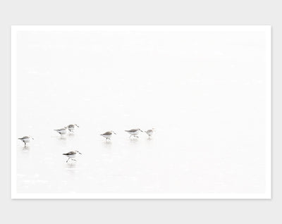 Sandpipers No 5 - Coastal bird wall art by Cattie Coyle Photography