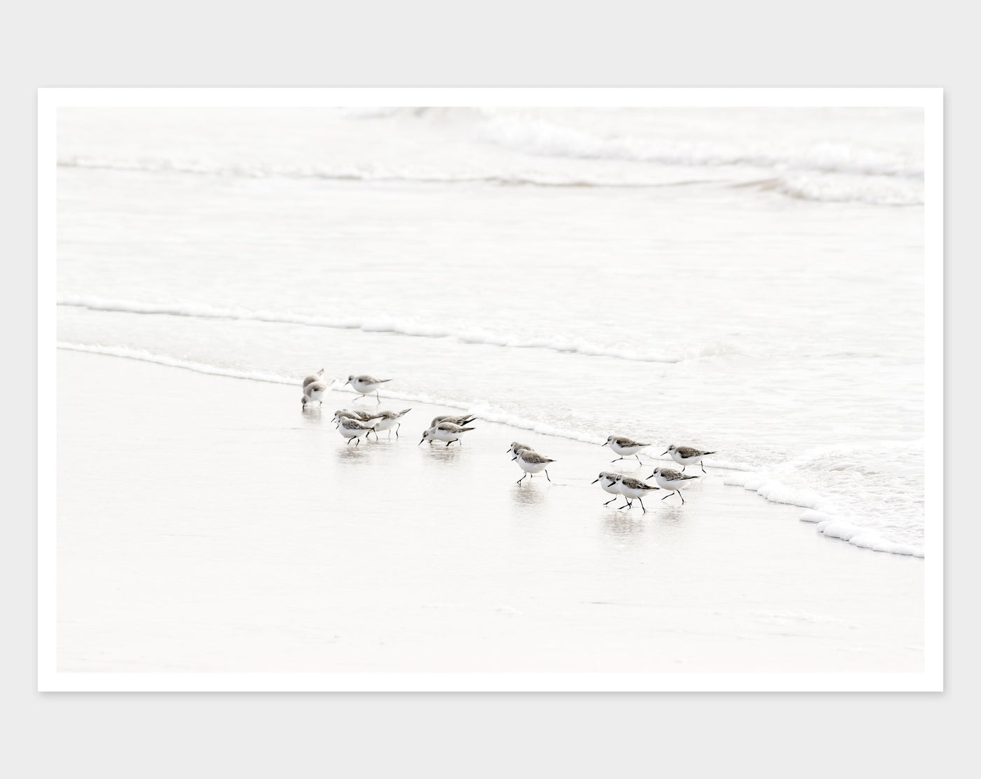 Sandpipers wall art by Cattie Coyle Photography