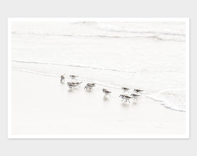 Sandpipers wall art by Cattie Coyle Photography