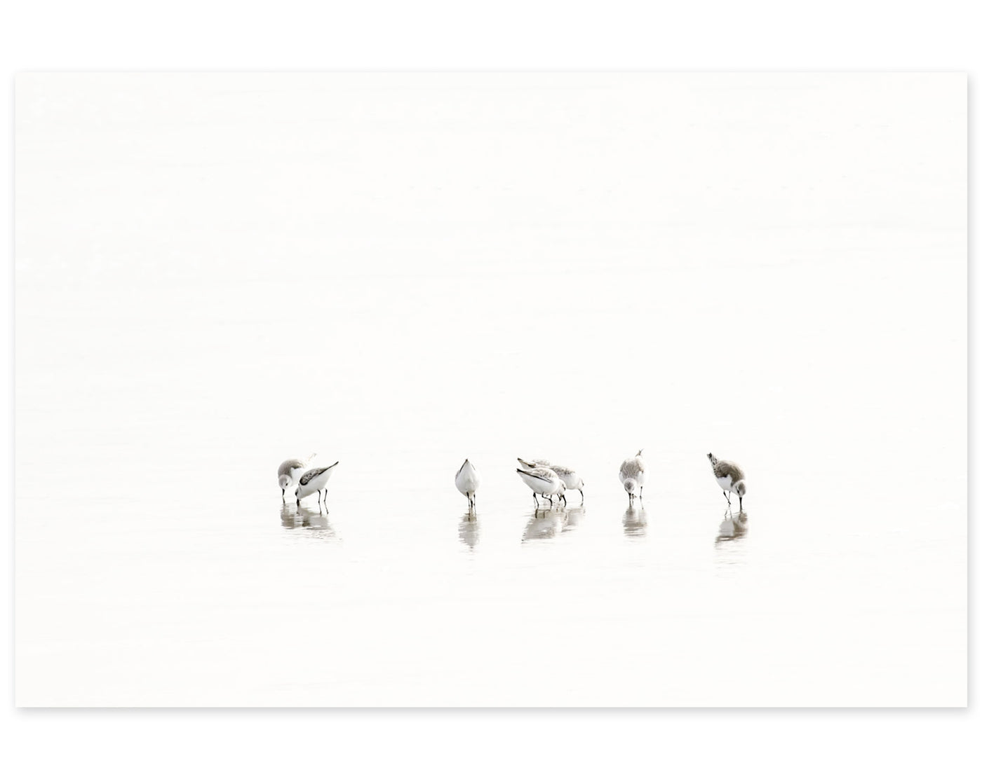 Sandpipers No 1 - Minimalist bird photography fine art print by Cattie Coyle