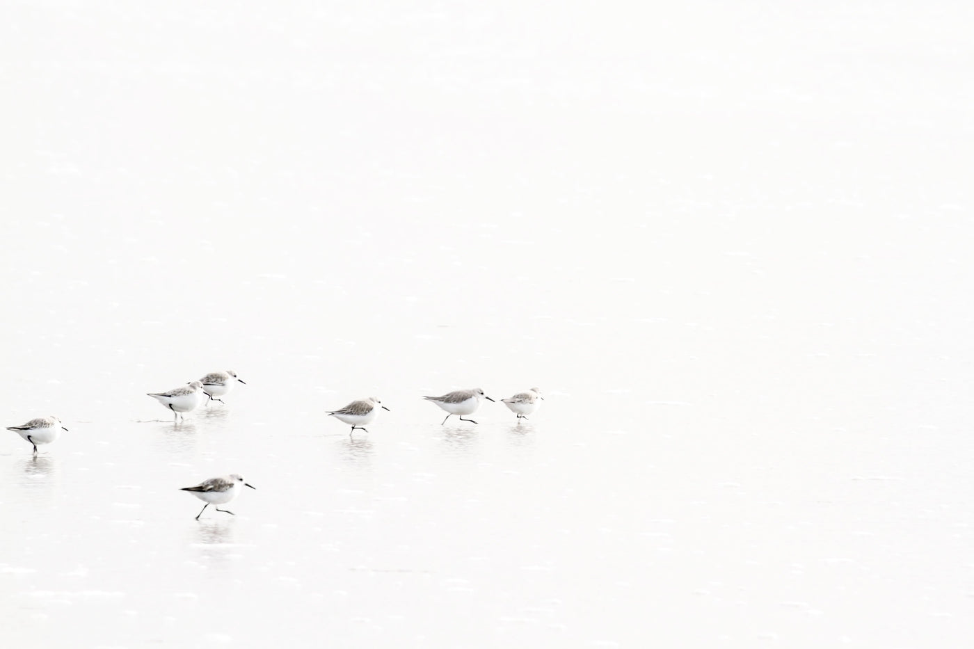 Sandpipers No 5 - Fine art print by Cattie Coyle Photography