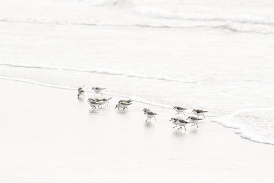Sandpipers wall art by Cattie Coyle Photography
