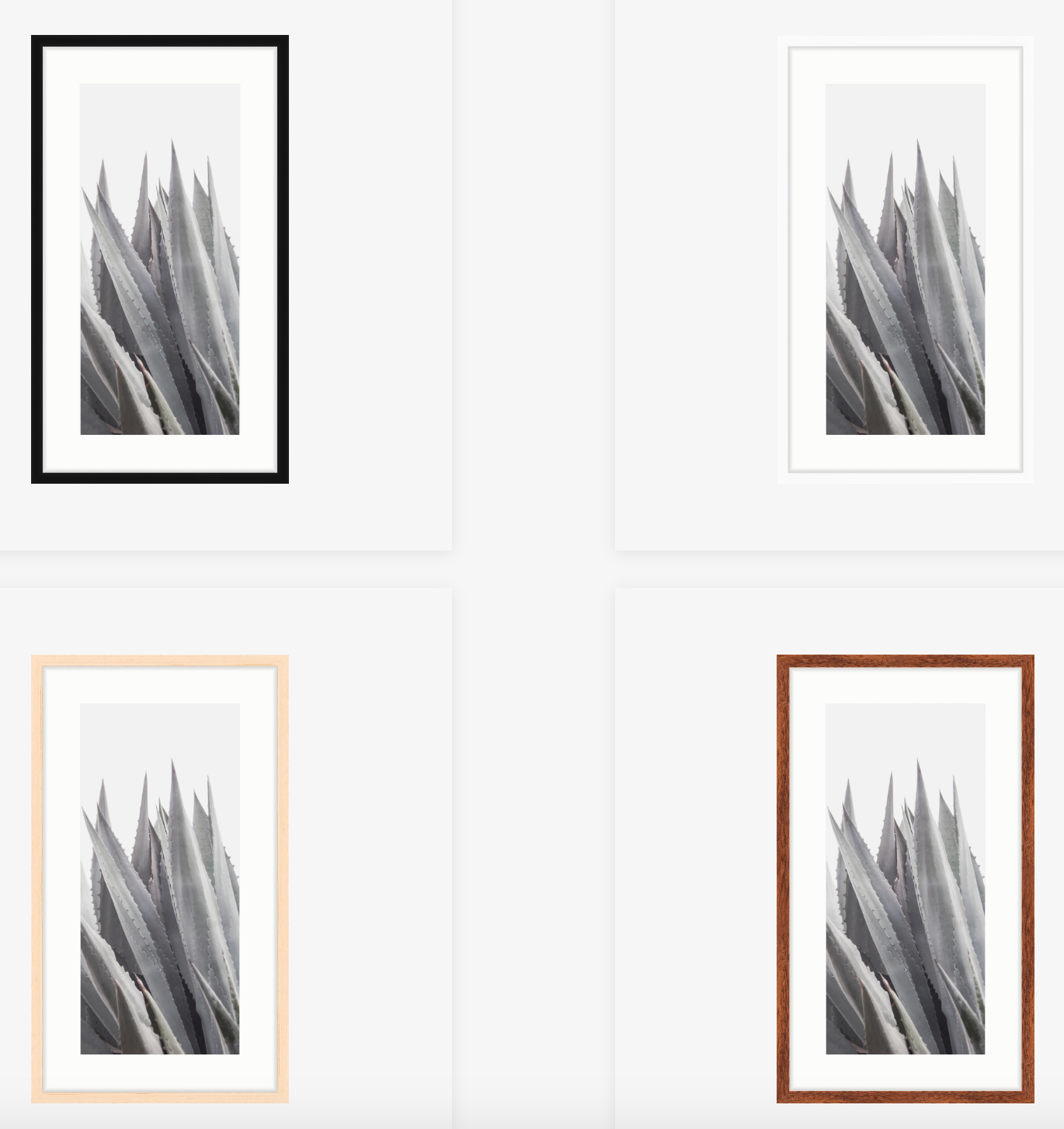 Agave Americana – Framed art prints by Cattie Coyle Photography