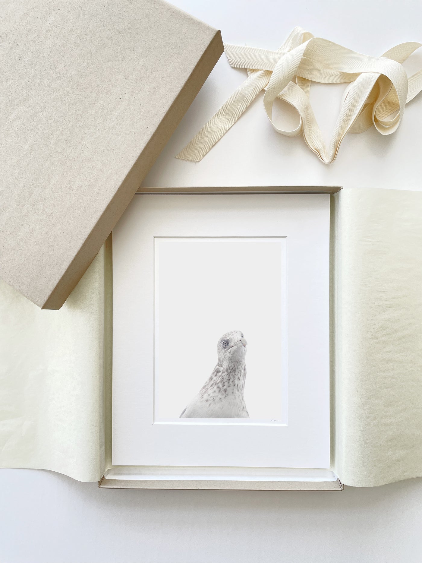Seagull - Boxed gift fine art print by Cattie Coyle Photography