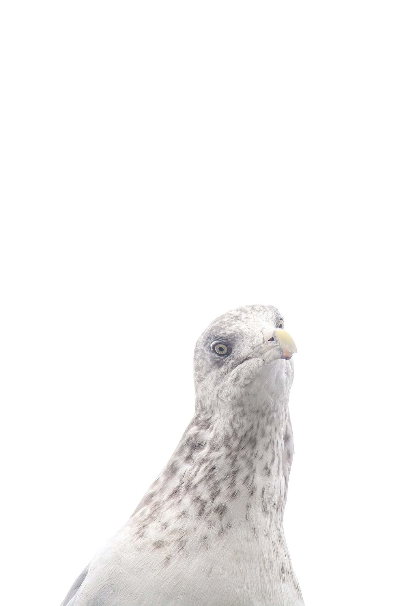 Seagull - Curious bird wall art by Cattie Coyle Photography