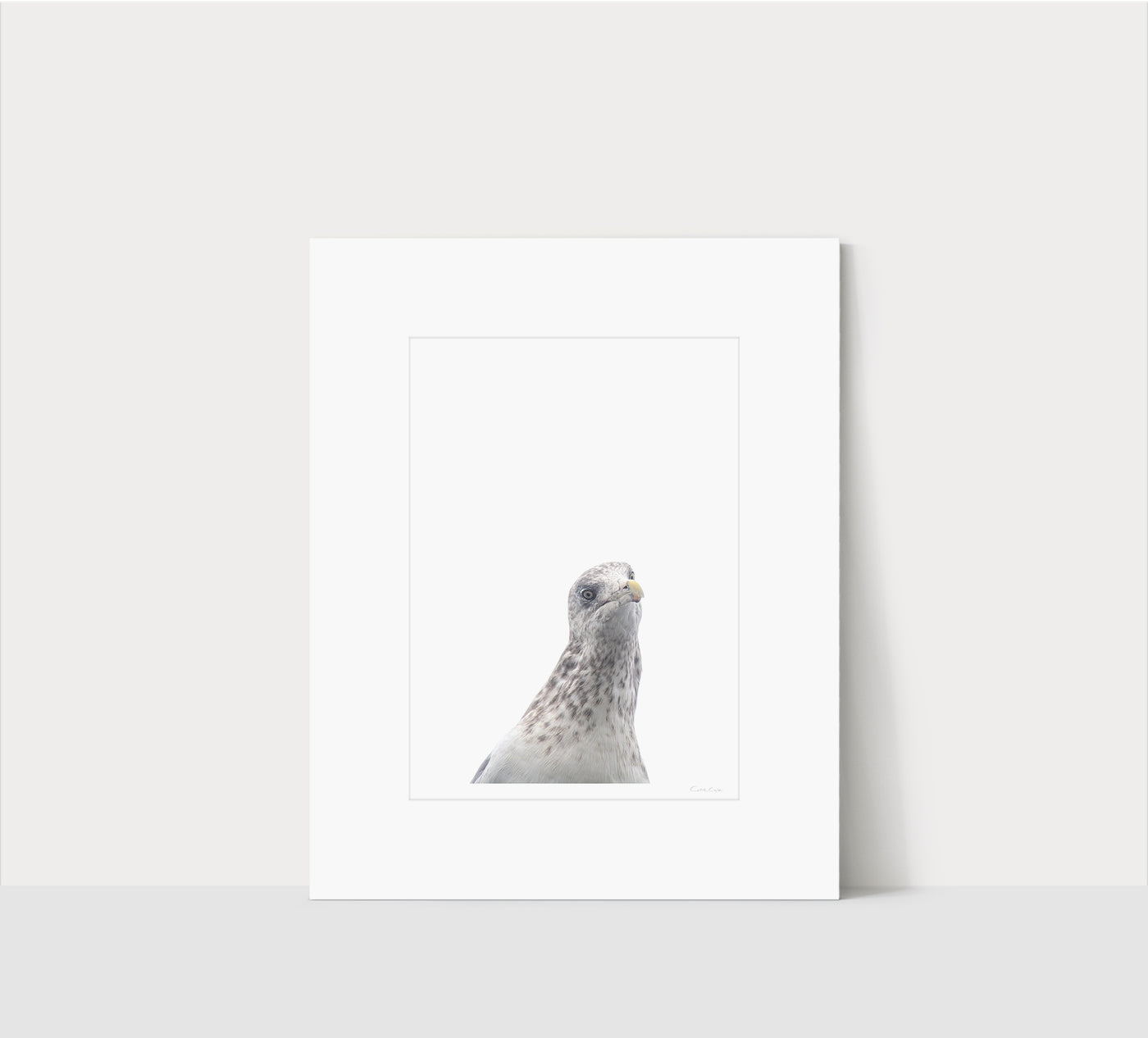 Seagull - Curious bird wall art by Cattie Coyle Photography in white mat
