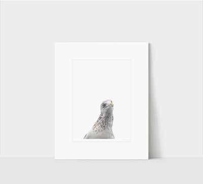 Seagull - Matted fine art print by Cattie Coyle Photography