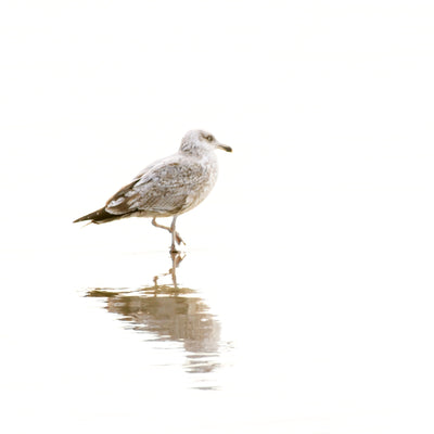 Seagull - Fine art print by Cattie Coyle Photography