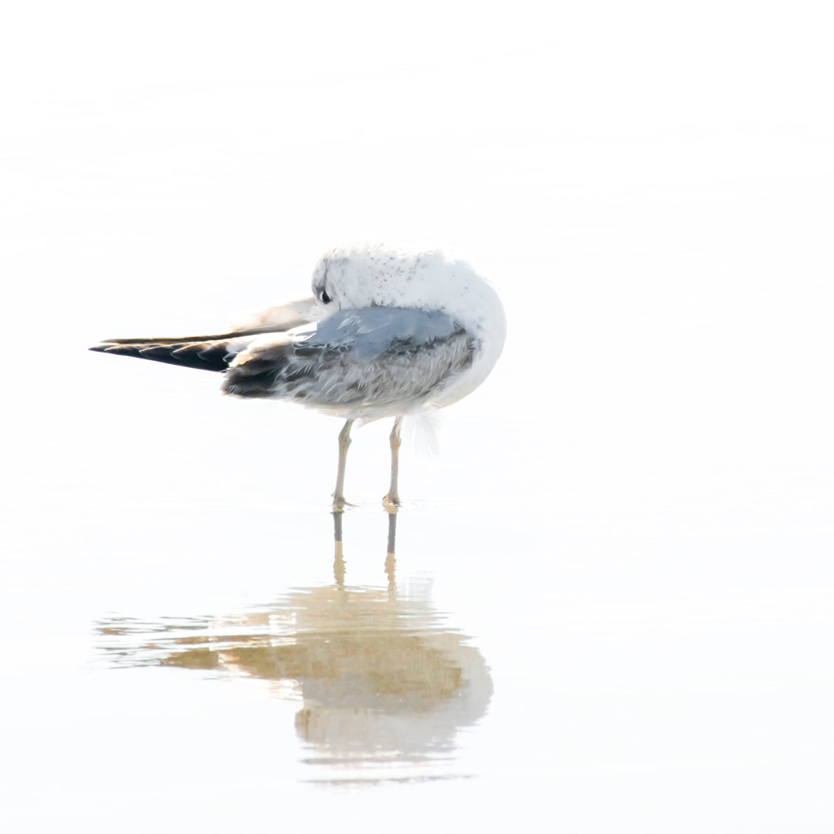 Seagull No 3 - Bird wall art, framed or unframed, by Cattie Coyle Photography