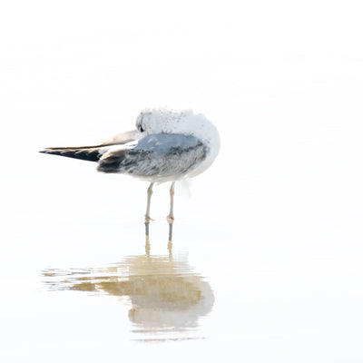 Seagull No 3 - Bird wall art, framed or unframed, by Cattie Coyle Photography