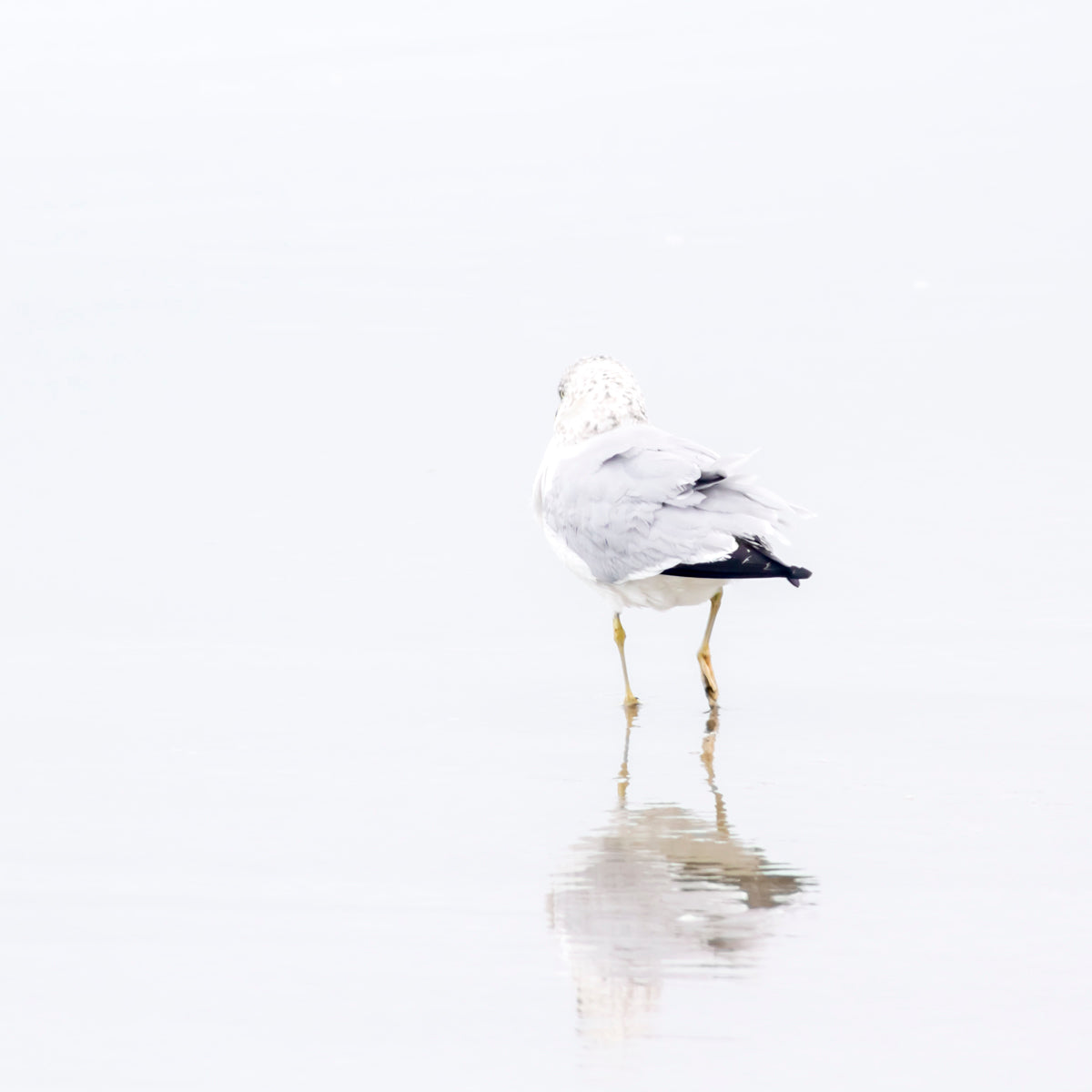 Seagull No 5 - Framed bird wall art by Cattie Coyle Photography