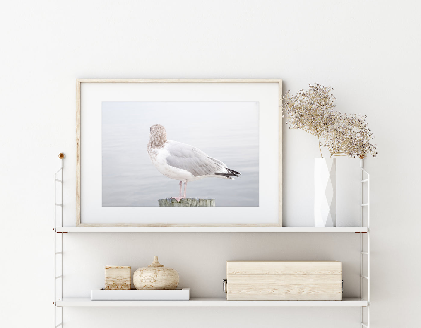 Seagull No 16 - Fine art print by Cattie Coyle Photography on shelf