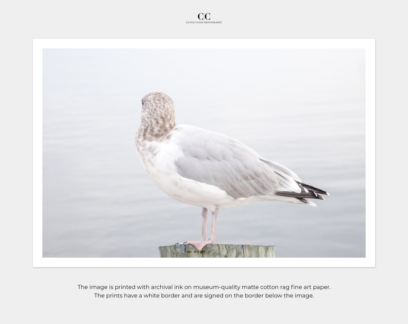 Seagull No 16 - Fine art prints by Cattie Coyle Photography