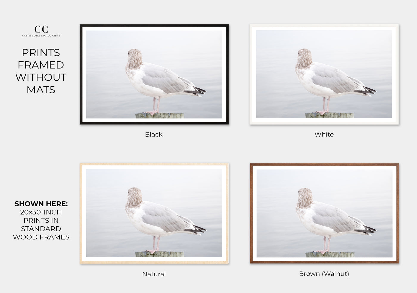 Seagull No 16 - Fine art prints by Cattie Coyle Photography framed without mats