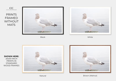 Seagull No 16 - Fine art prints by Cattie Coyle Photography framed without mats