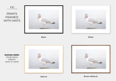 Seagull No 16 - Framed fine art prints by Cattie Coyle Photography