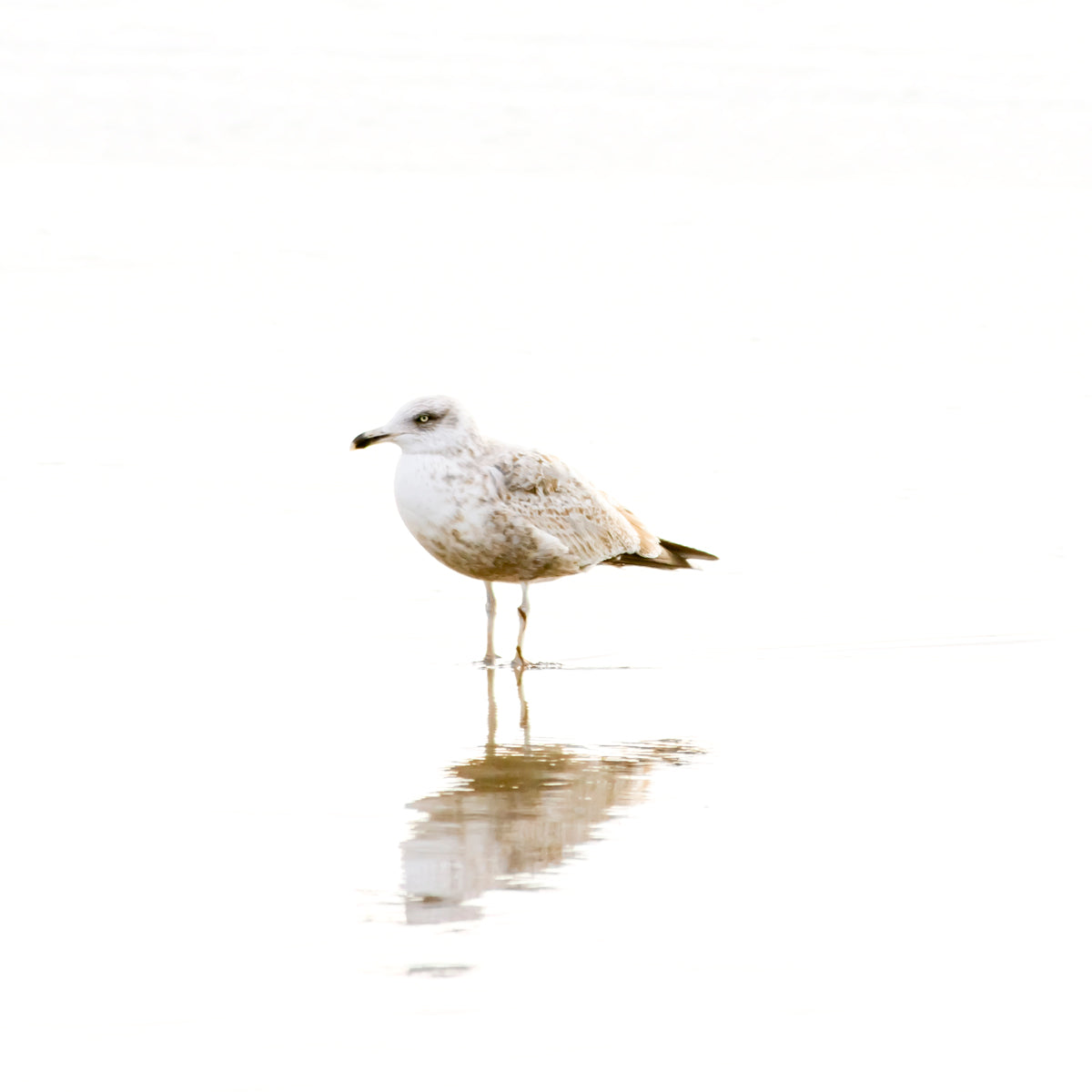 Seagull - Bird photography print by Cattie Coyle Photography