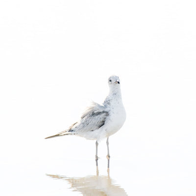 Seagull wall decor by Cattie Coyle Photography