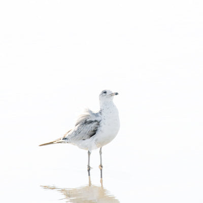 Seagull - White bird wall art by Cattie Coyle Photography