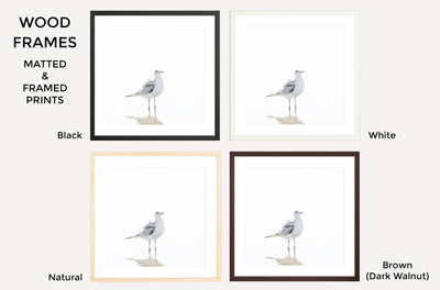 Seagull – Framed fine art prints by Cattie Coyle Photography