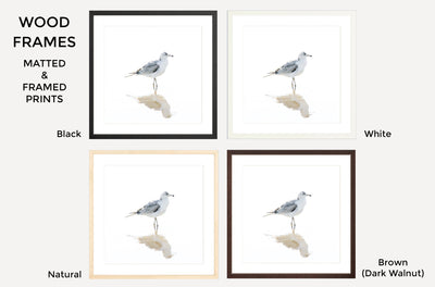 Seagull – Framed fine art prints by Cattie Coyle Photography