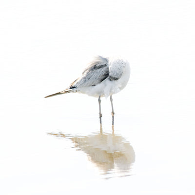 Seagull print by Cattie Coyle Photography