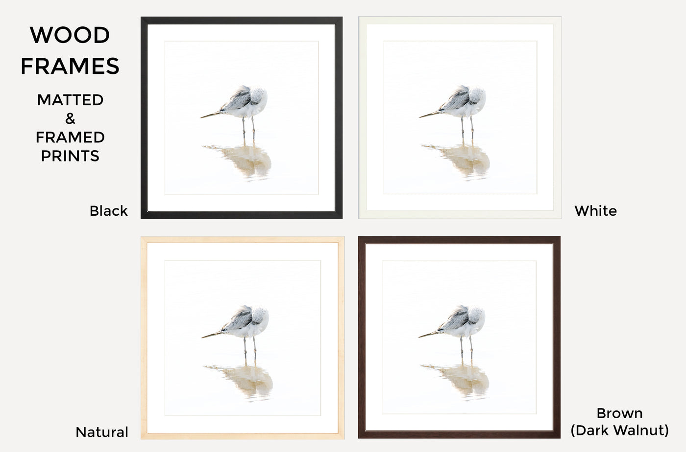 Seagull – Framed fine art prints by Cattie Coyle Photography