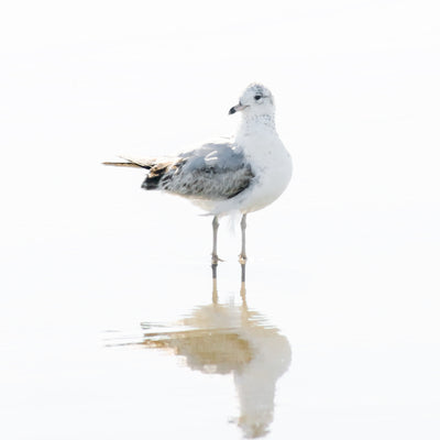 Seagull wall art by Cattie Coyle Photography