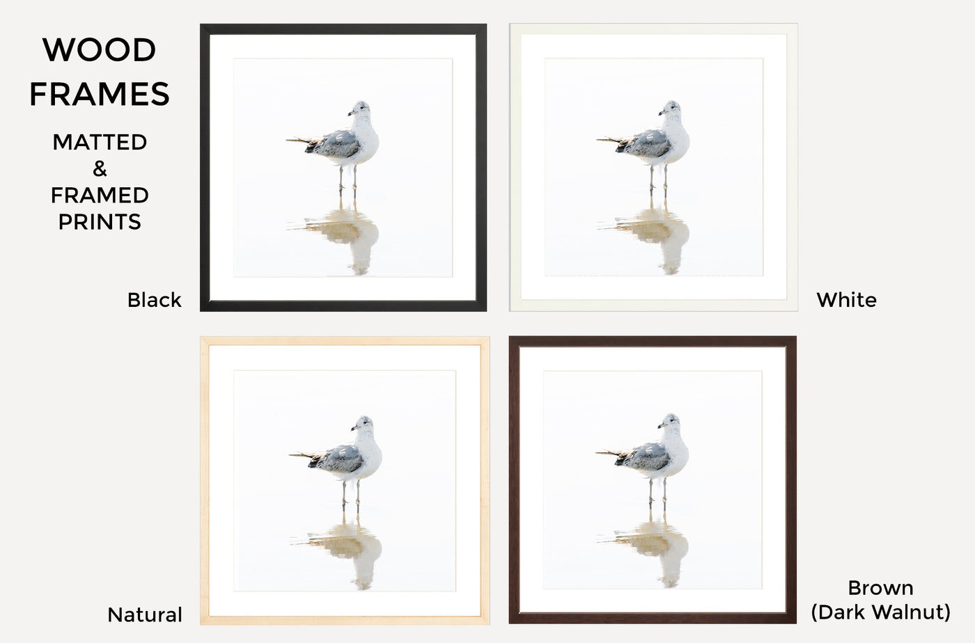 Seagull – Framed fine art prints by Cattie Coyle Photography