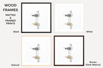 Seagull – Framed fine art prints by Cattie Coyle Photography
