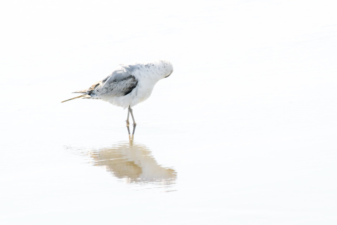 Sea gull wall art by Cattie Coyle Photography