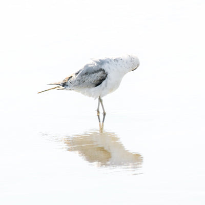 Seagull - Framed bird art print by Cattie Coyle Photography